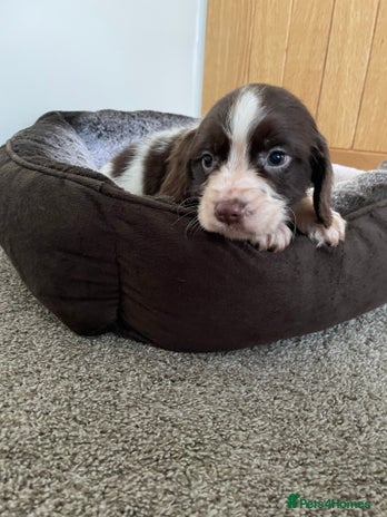 Cocker Spaniel dogs - Advert 4