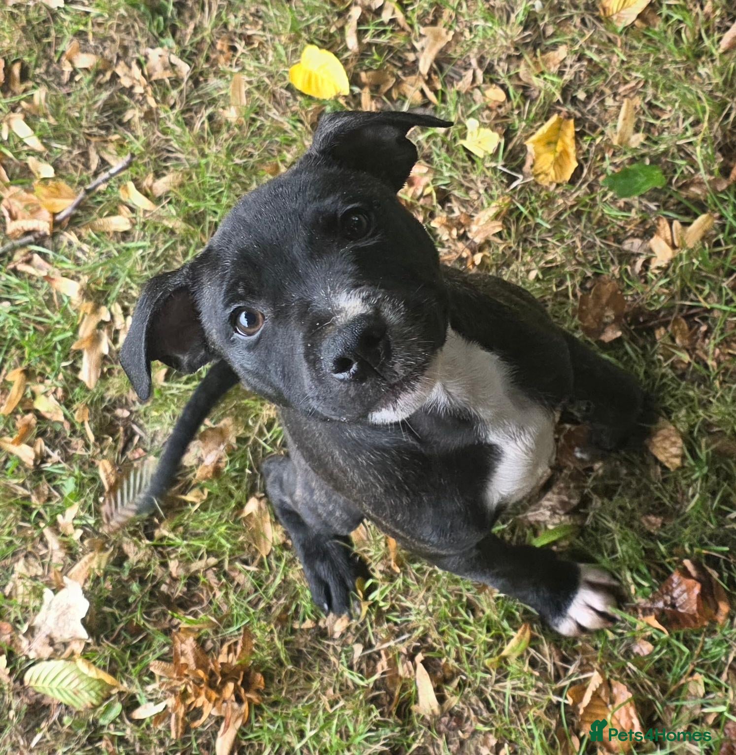 Staffordshire Bull Terrier dogs 🐾 KC Reg, Eye Tested, HC & L2HGA Clear 🐾 - Advert 2