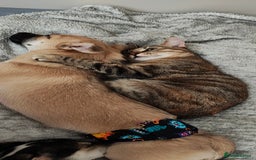 Mixed Breed cats for sale: Gorgeous cross bengal girl - Image 11