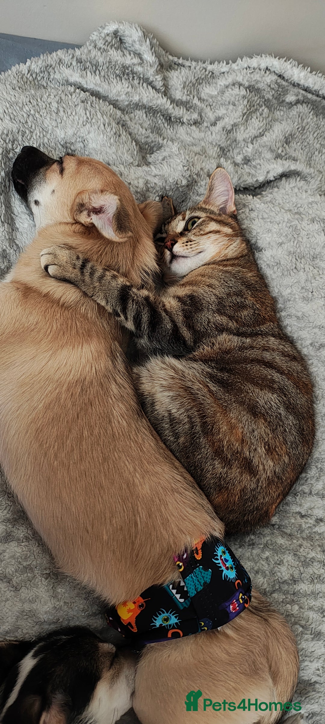 Mixed Breed cats for sale: Gorgeous cross bengal girl - Image 11