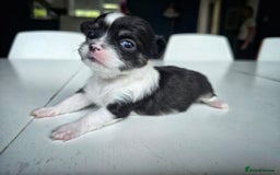 Chihuahua dogs for sale: Beautiful fluffy long haired chihuahuas - Image 15