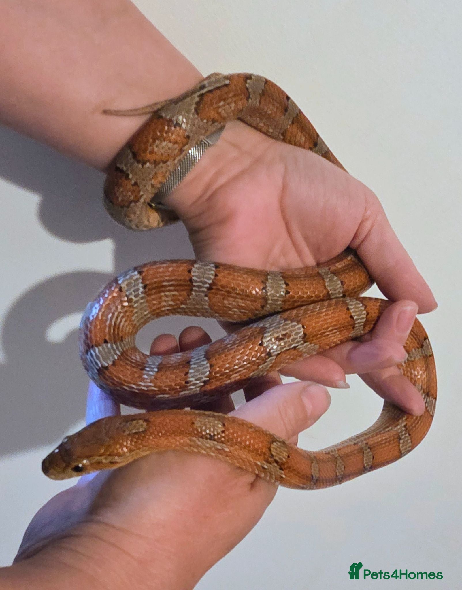 Corn Snake reptiles Corn snake and full set up - Advert 2