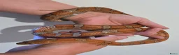Corn Snake reptiles for sale: Corn snake and full set up - Advert 2