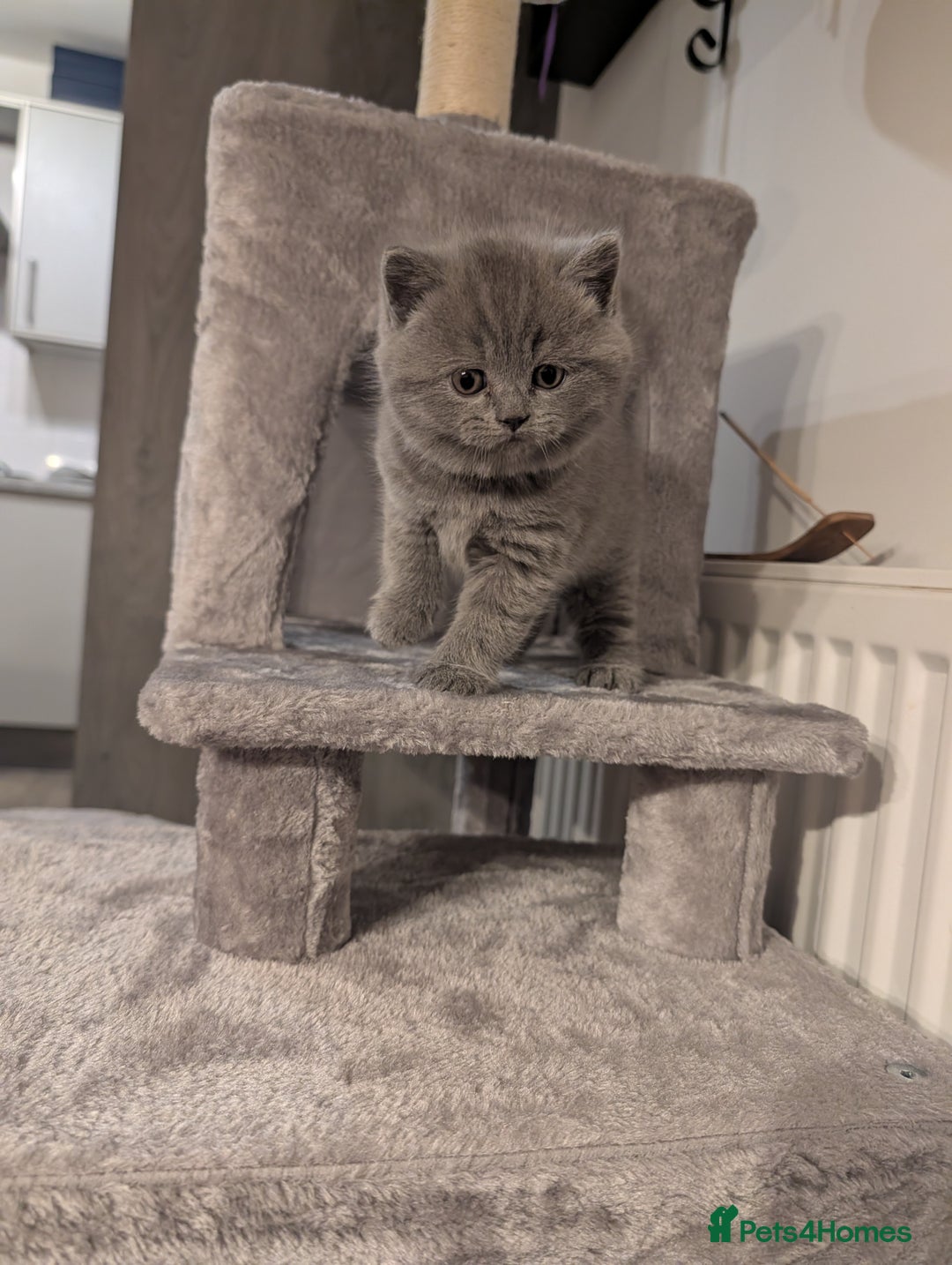 British Shorthair cats for sale: Adorable purebred British shorthair kittens - Advert 6