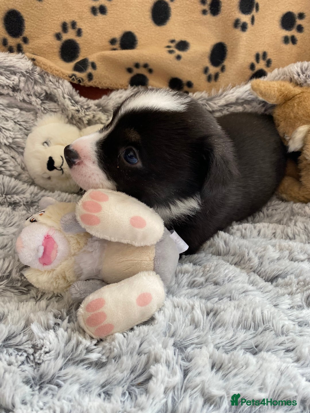 Welsh Corgi Cardigan dogs for sale: WELSH CARDIGAN CORGI BABIES FROM 5 ⭐ LICENSED HOME - Image 39