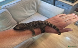 Gecko reptiles for sale: 2 x Female Tokay geckos and individual set ups - Image 5