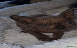 Sphynx cats for sale: Beautiful Canadian Sphynx kittens purebreed  - Image 5