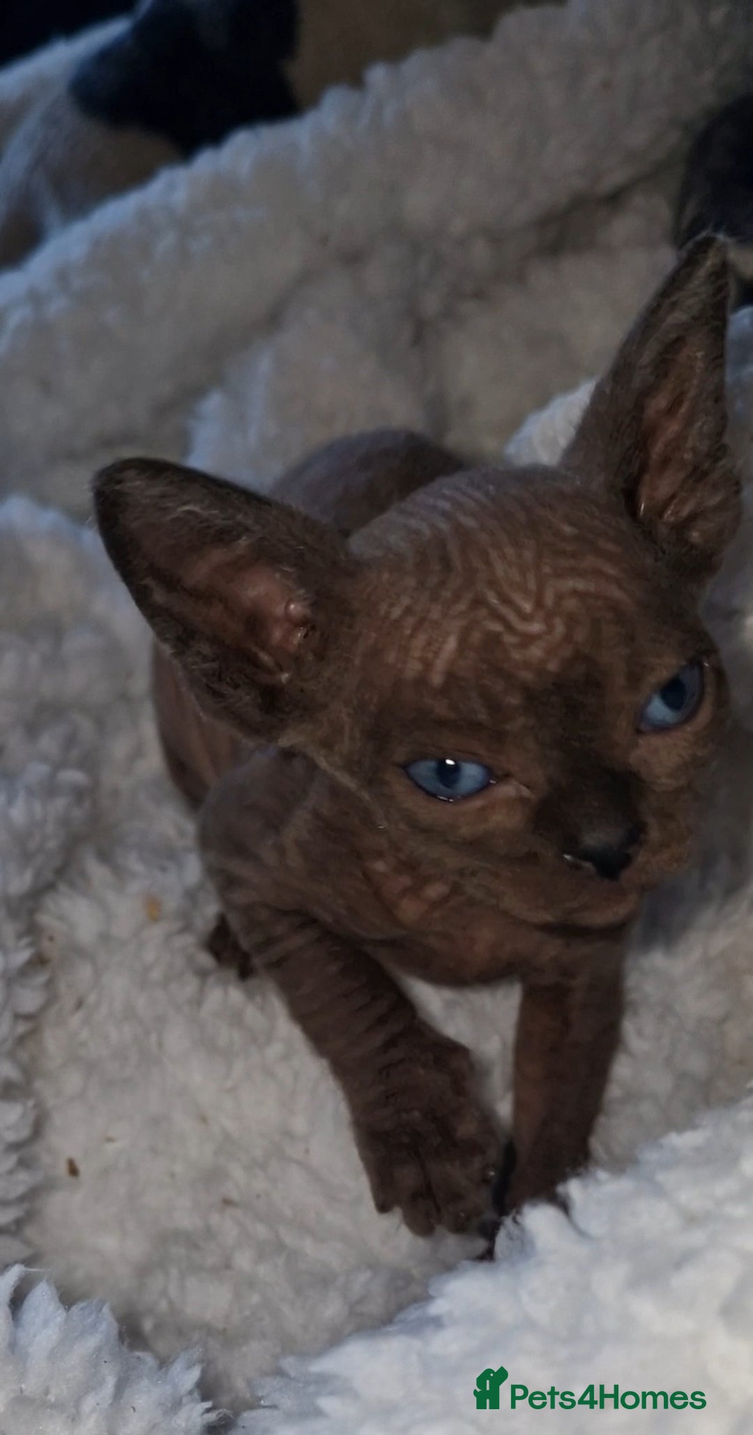 Sphynx cats for sale: Beautiful Canadian Sphynx kittens purebreed  - Image 5