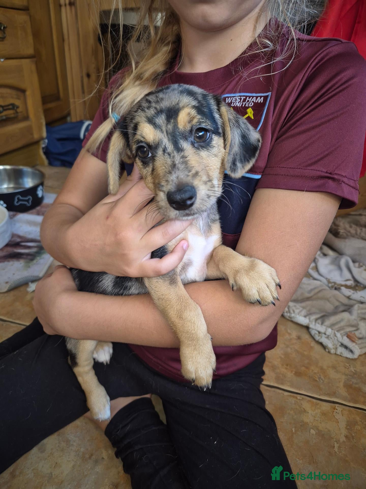 Jackshund dogs Jack Russell x dauchand  - Advert 2