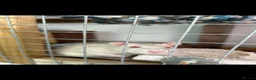 Rat rodents for sale: 4 boy rats!  in Bishop Auckland - Advert 4