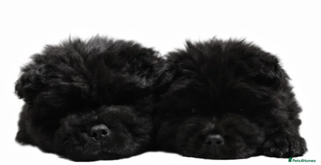 Chow Chow dogs for sale: Chow chow puppies in Edinburgh - Advert 5