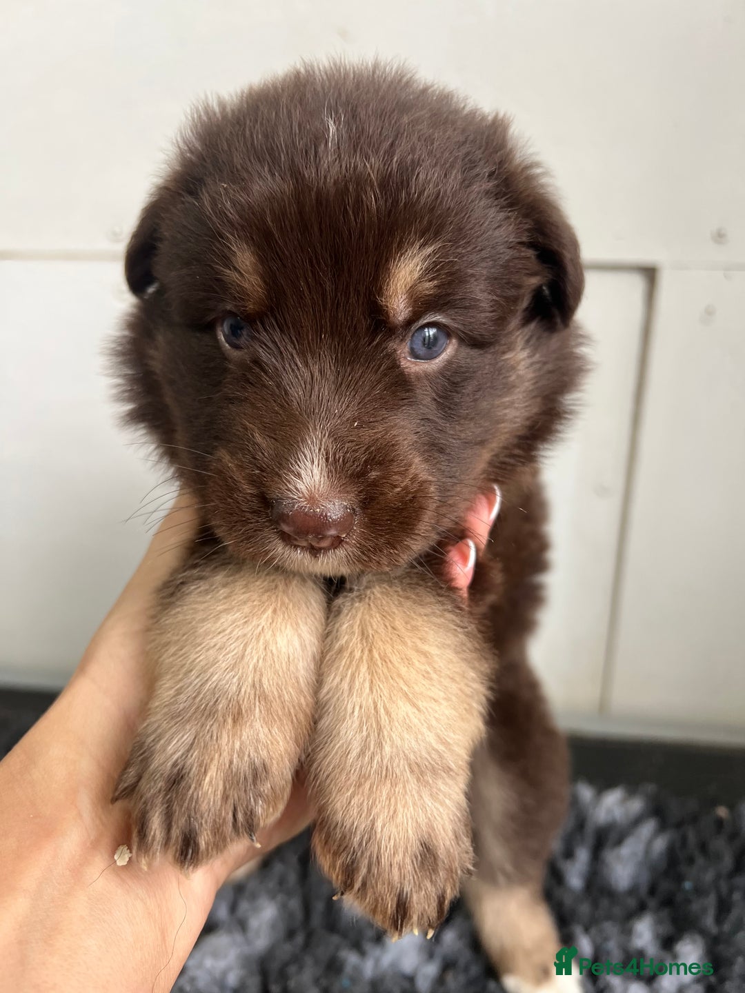 German Shepherd dogs for sale: Outstanding litter KC Reg German Shepherd puppies - Image 19