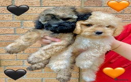 Cavapoo dogs for sale: 💖 Top Quality F1B Cavapoo Puppies DNA TESTED 💖 - Image 19
