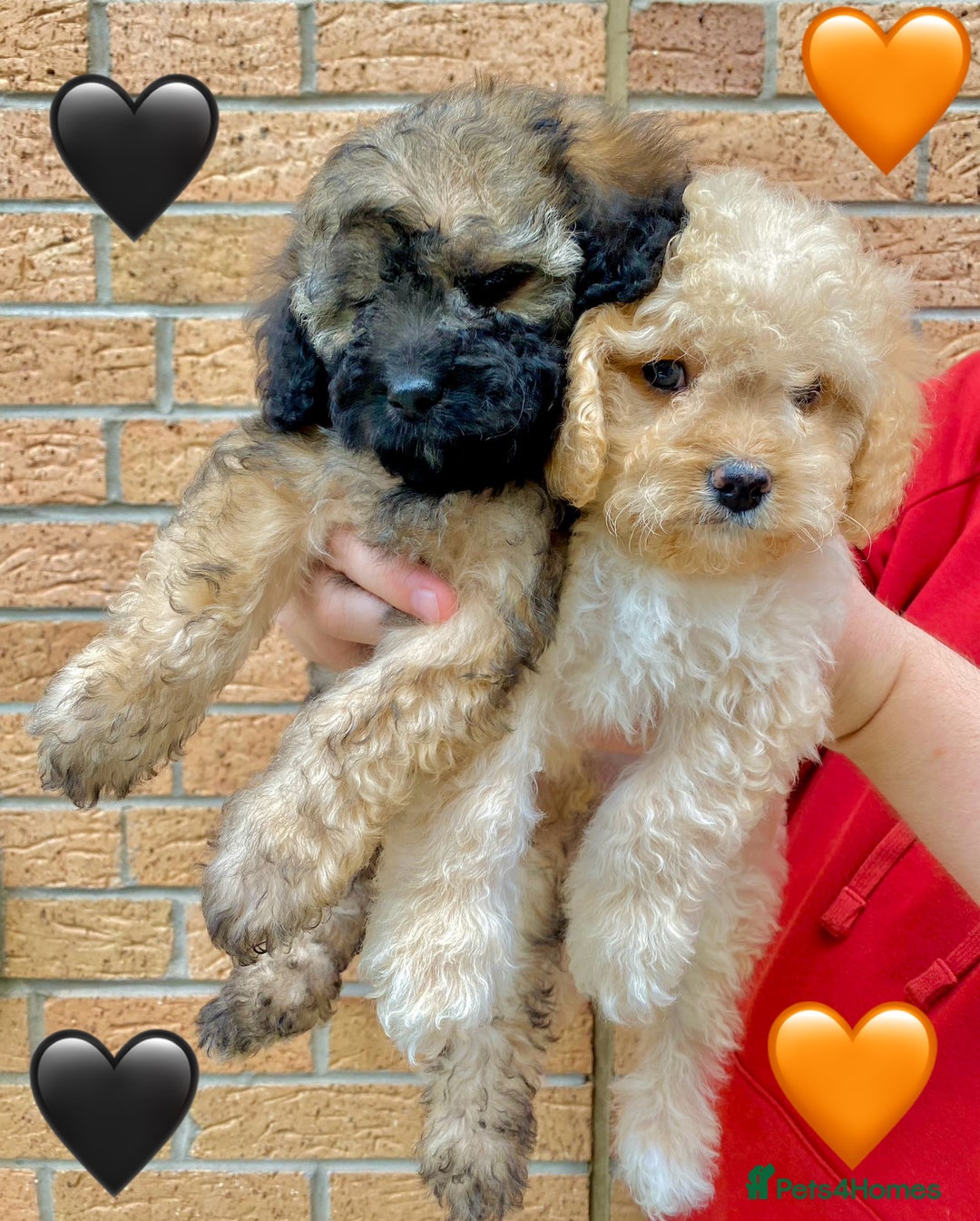 Cavapoo dogs for sale: 💖 Top Quality F1B Cavapoo Puppies DNA TESTED 💖 - Image 19