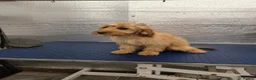 Cockapoo dogs for sale: 1 female F1 Cockapoo - Advert 14