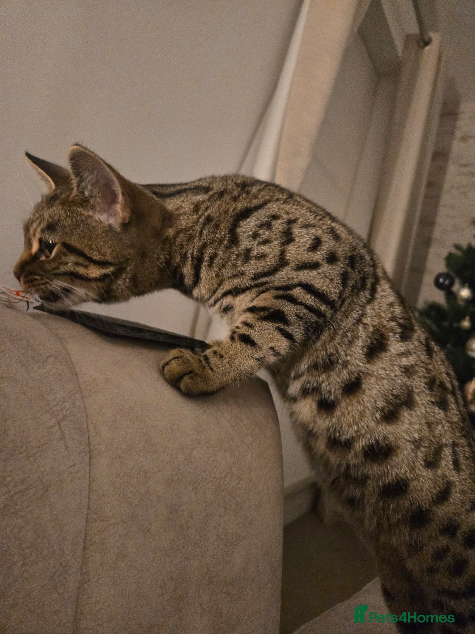 Mixed Breed cats for sale: Lovely cat needing a loving home - Advert 2