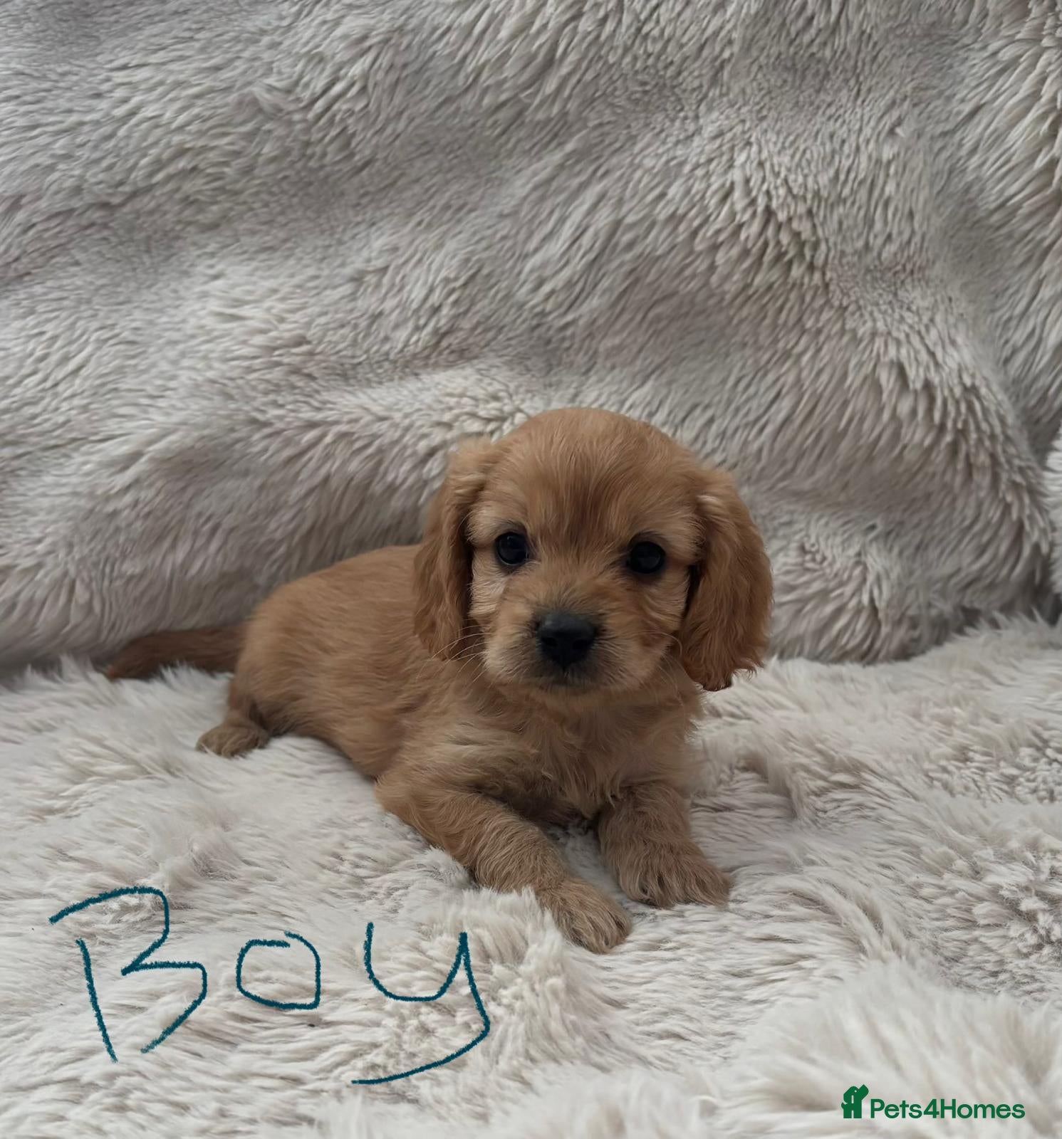 Cavapoo dogs Adorable F1 Cavapoos puppies  - Advert 17