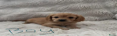 Cavapoo 1