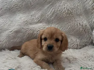 Cavapoo dogs Adorable F1 Cavapoos puppies - Advert 2