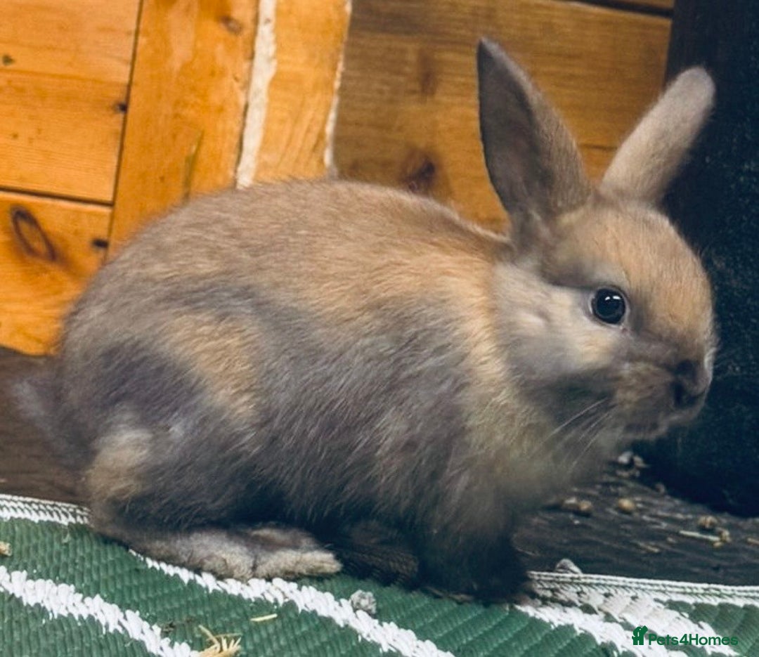 Mini Lop rabbits for sale: Mini Lops & H/LopxLion nearly7w Read description) - Image 25
