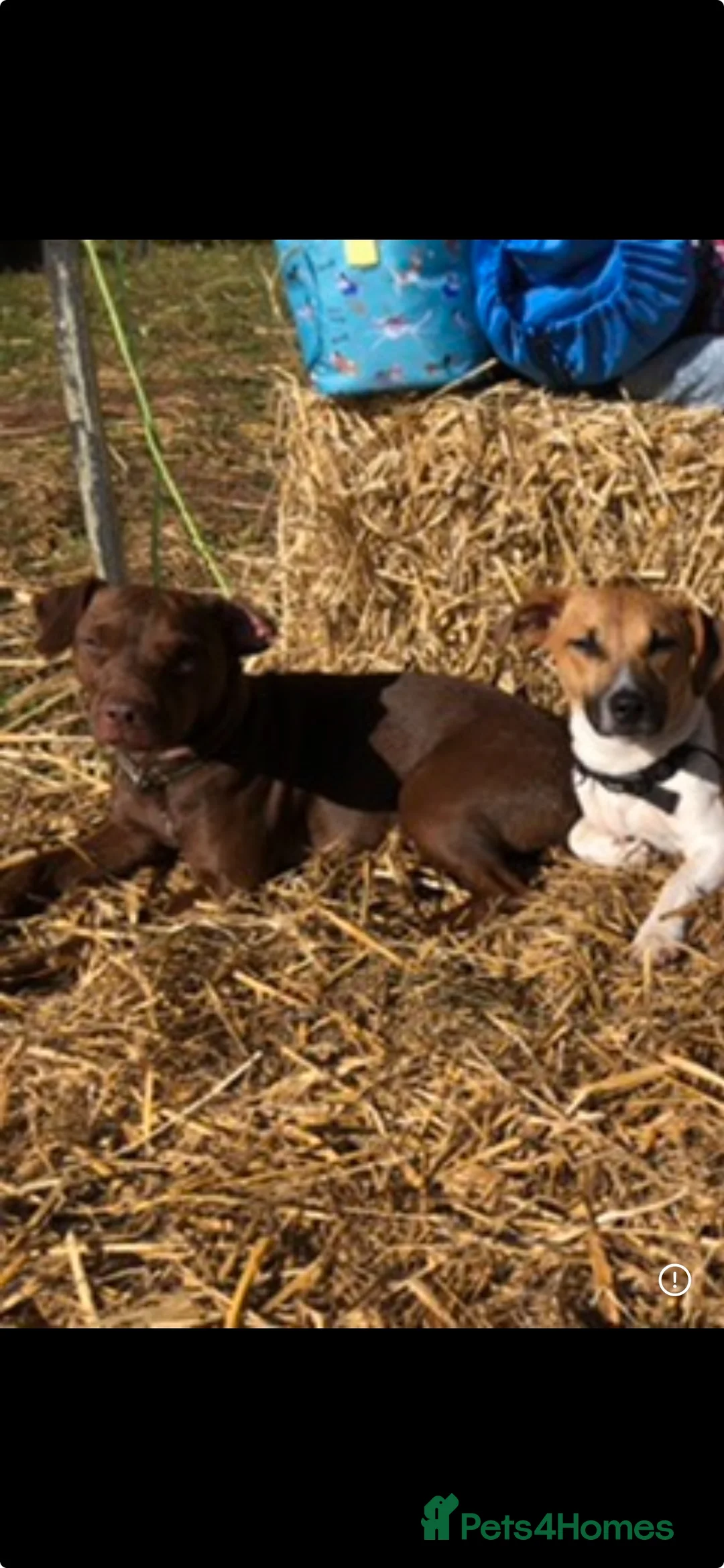 Patterdale Terrier dogs for sale: Pure patterdale puppies - Advert 9