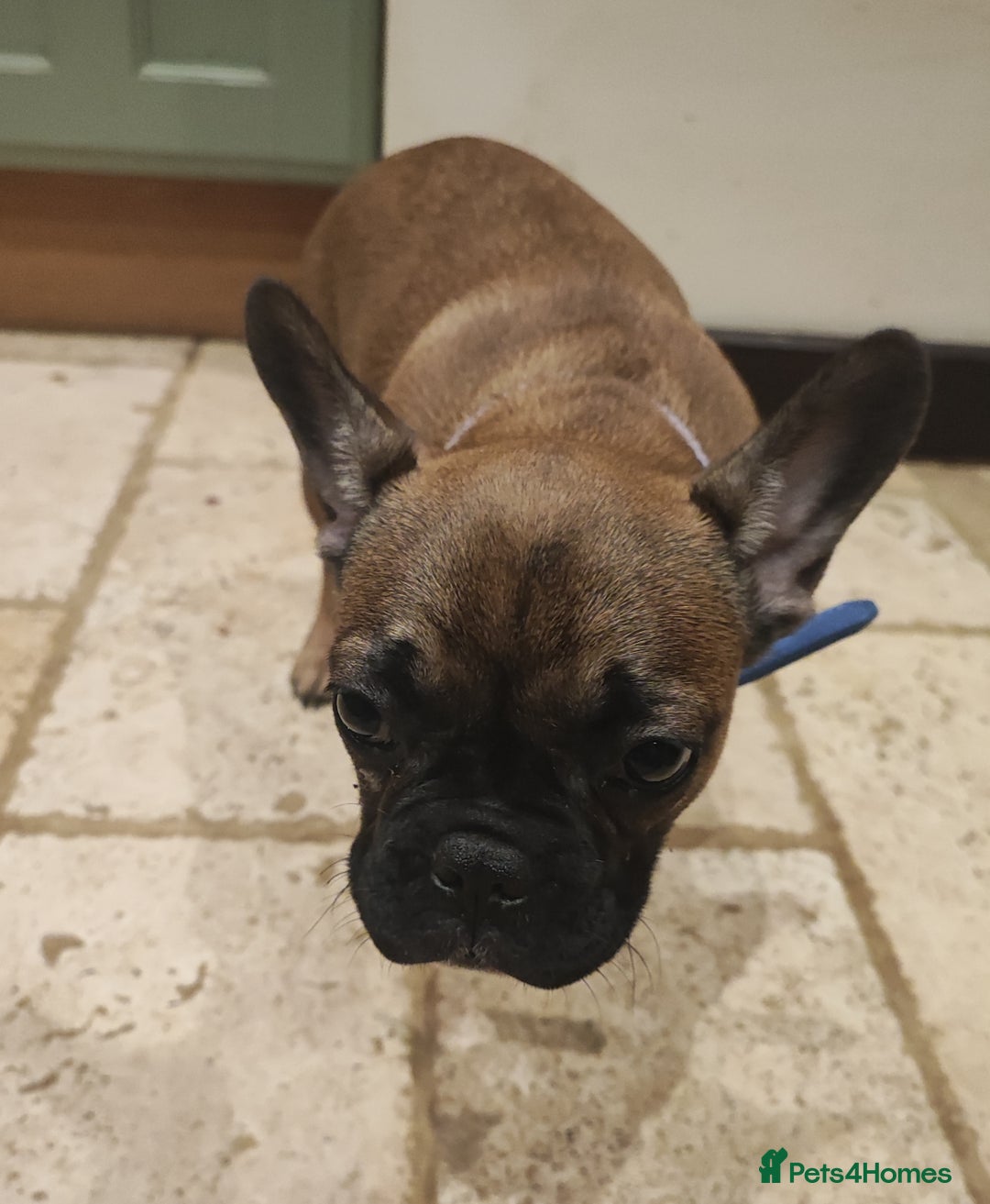 French Bulldog dogs for sale: French bulldog puppy  - Image 3
