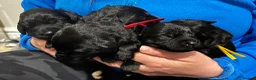 Labradoodle dogs for sale: F1 labradoodle pup. Parents health tested & KC reg - Advert 6