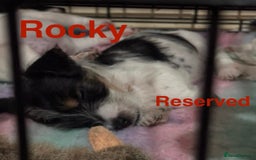 Mixed Breed dogs for sale: 6 Jack Russell x Yorkshire Terrier Puppies  - Image 18