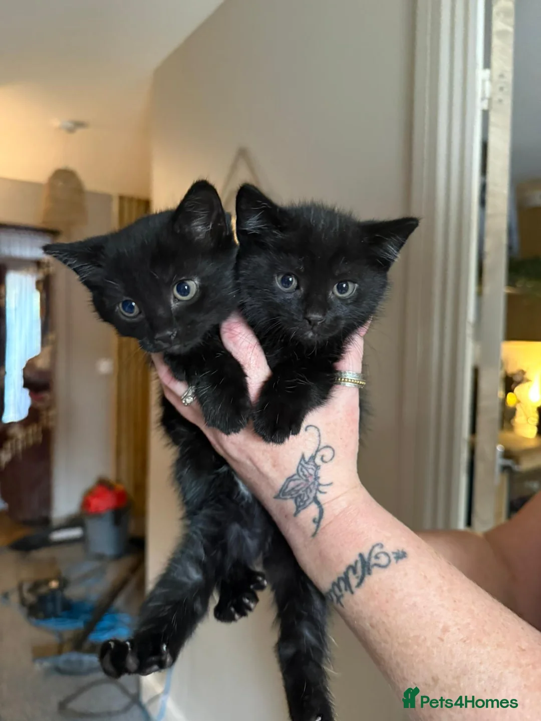 Mixed Breed cats for sale: Two black kittens for sale - Advert 4