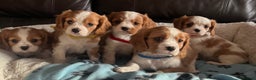 Cavalier King Charles Spaniel dogs for sale: Stunning cavalier King Charles boys - Advert 11
