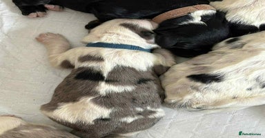 Sheepadoodle dogs - Advert 14