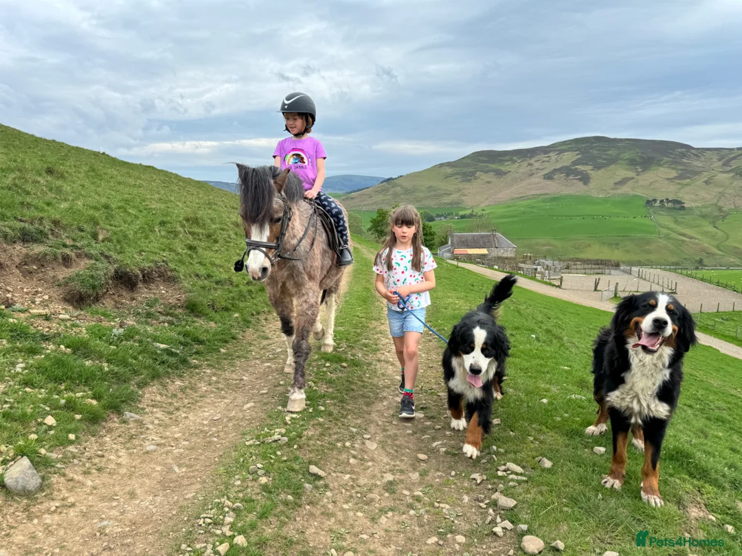 Bernedoodle dogs for sale: F1 Bernedoodle Puppies  - Advert 34