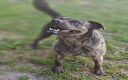 Mixed Breed dogs for adoption: 💖🐶 DANA 🐶💖 - Image 11