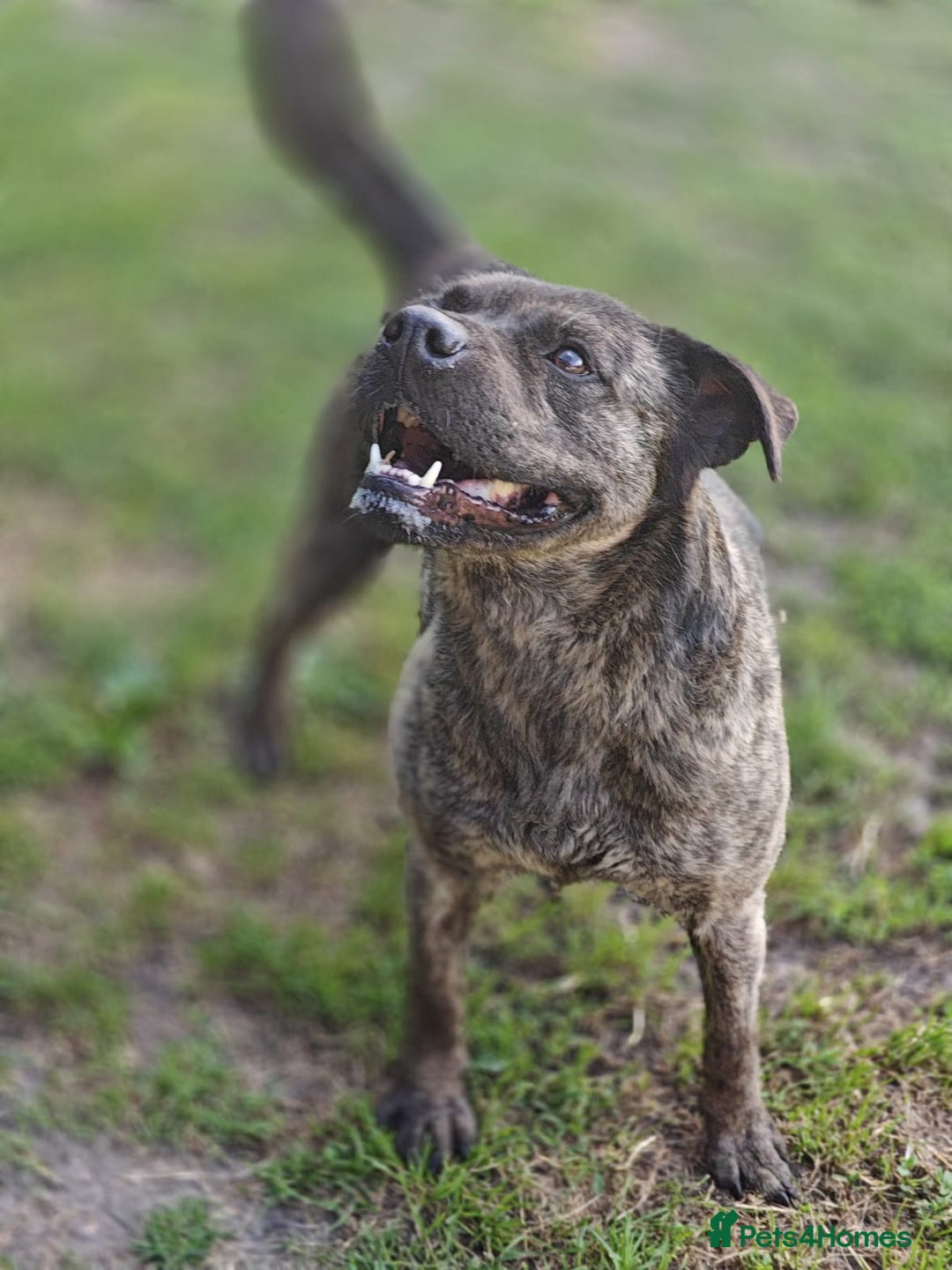 Mixed Breed dogs for adoption: 💖🐶 DANA 🐶💖 - Image 11