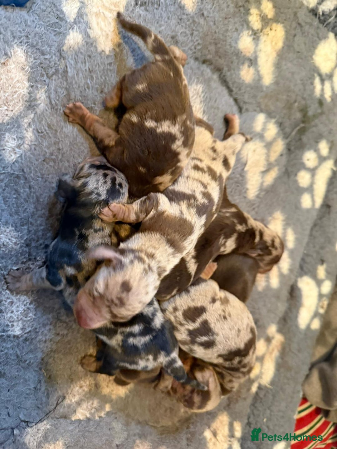 Miniature Dachshund dogs for sale: MINIATURE DASCHUND PUPPIES - Image 1