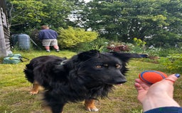 Mixed Breed dogs for sale: Rufty - Image 19