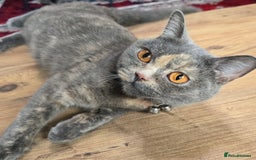 British Shorthair cats for sale: Female  - Image 1