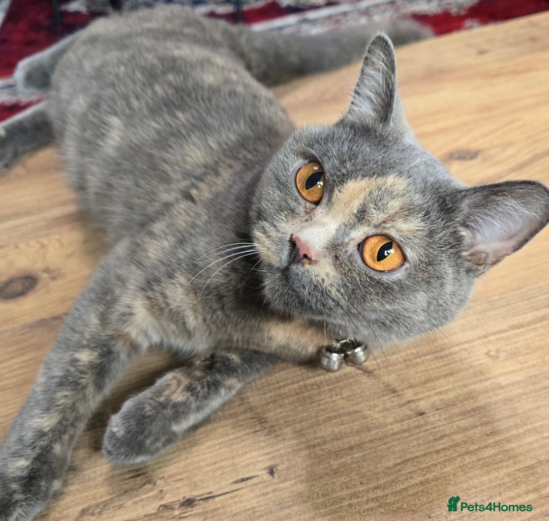 British Shorthair cats for sale: Female  - Image 1