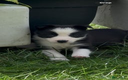 Border Collie dogs for sale: Ready to Leave Border Collie Puppies  - Image 2