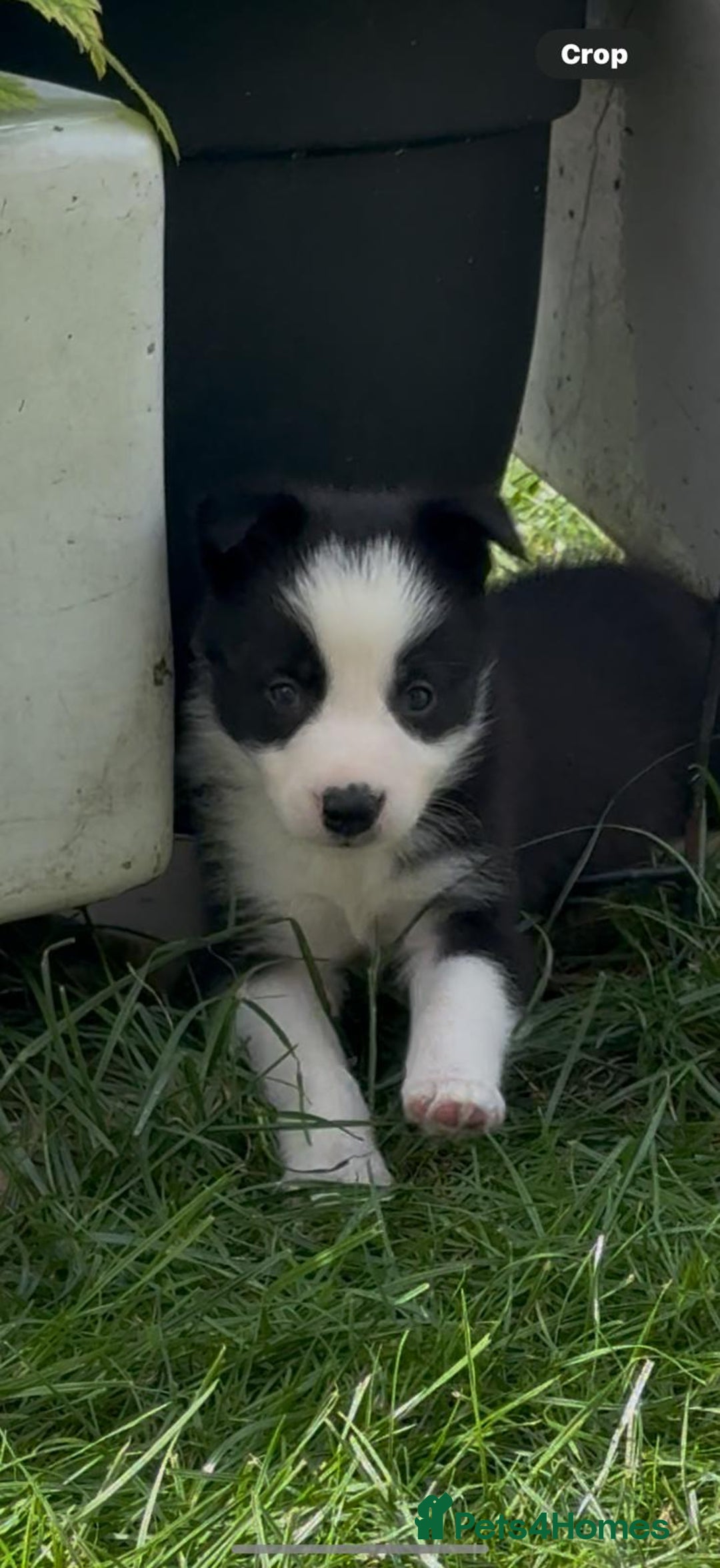 Border Collie dogs for sale: Ready to Leave Border Collie Puppies  - Image 2