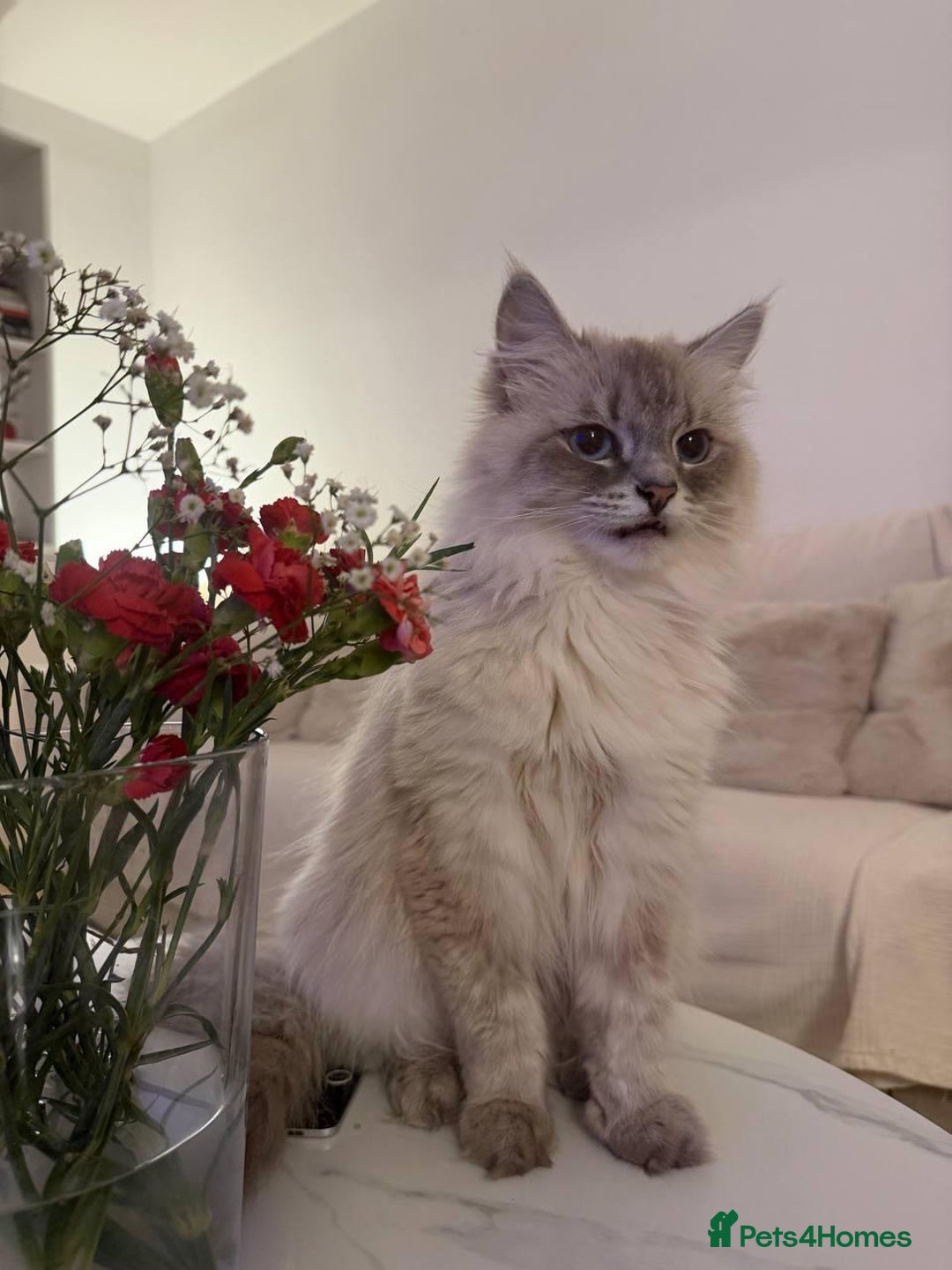 Siberian cats for sale: Rare Siberian Cats Available😻💯 - Advert 24