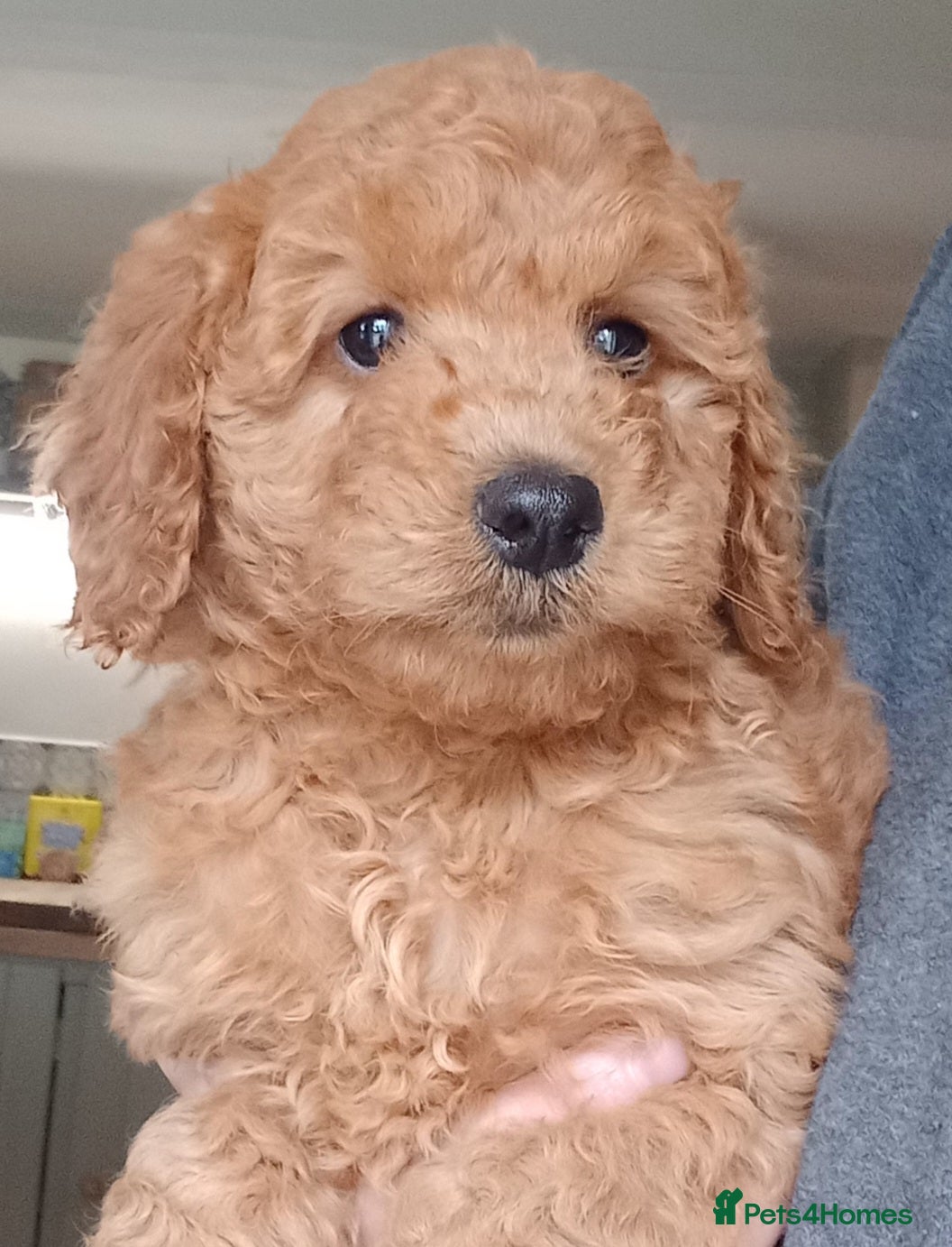 Cockapoo dogs Last Girl Available***Cockapoo puppies for sale  - Advert 1