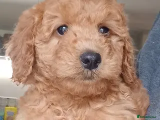 Cockapoo dogs Last Girl Available***Cockapoo puppies for sale - Advert 1