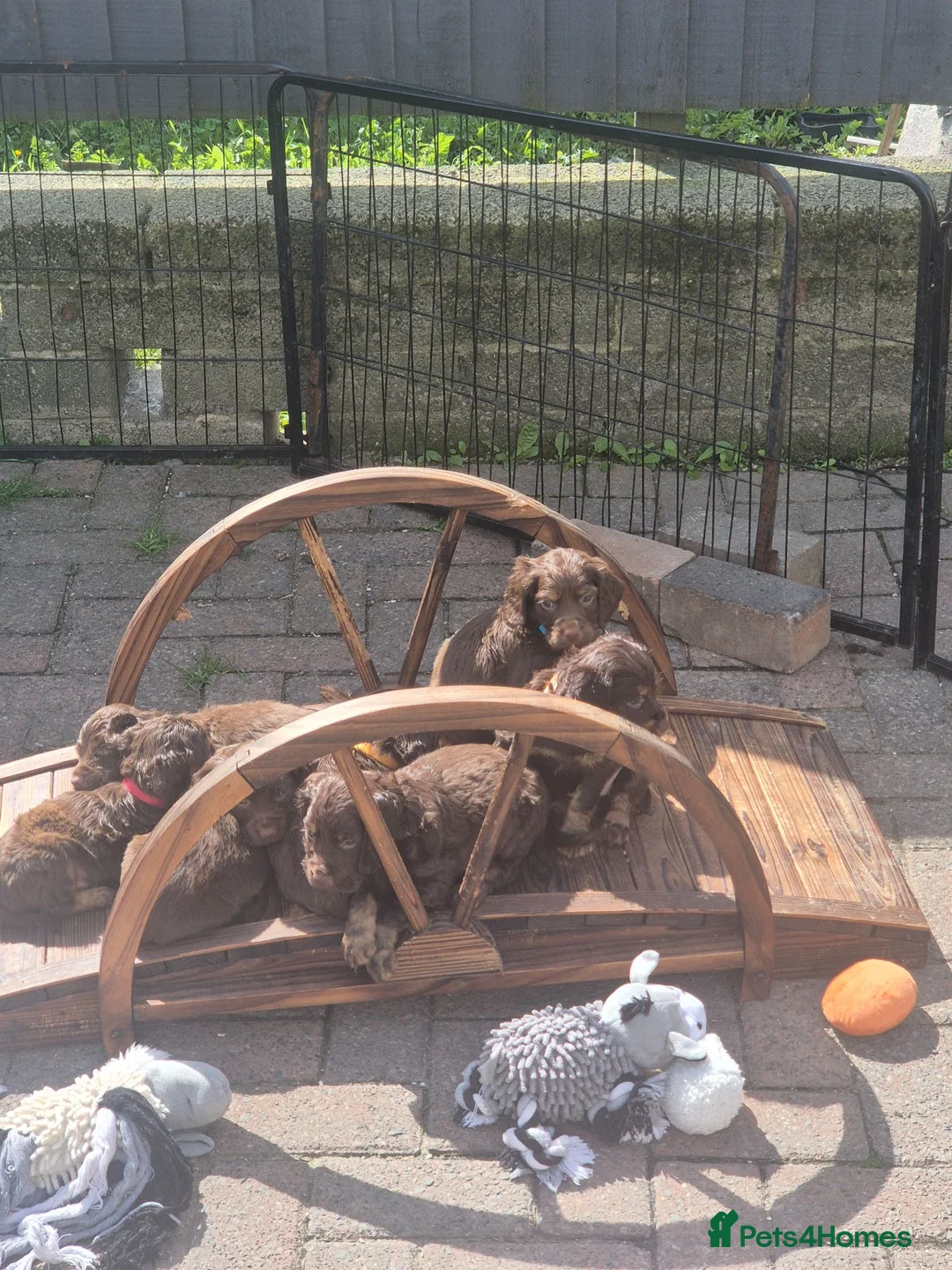 Cocker Spaniel dogs for sale: Working cocker pups - Advert 2