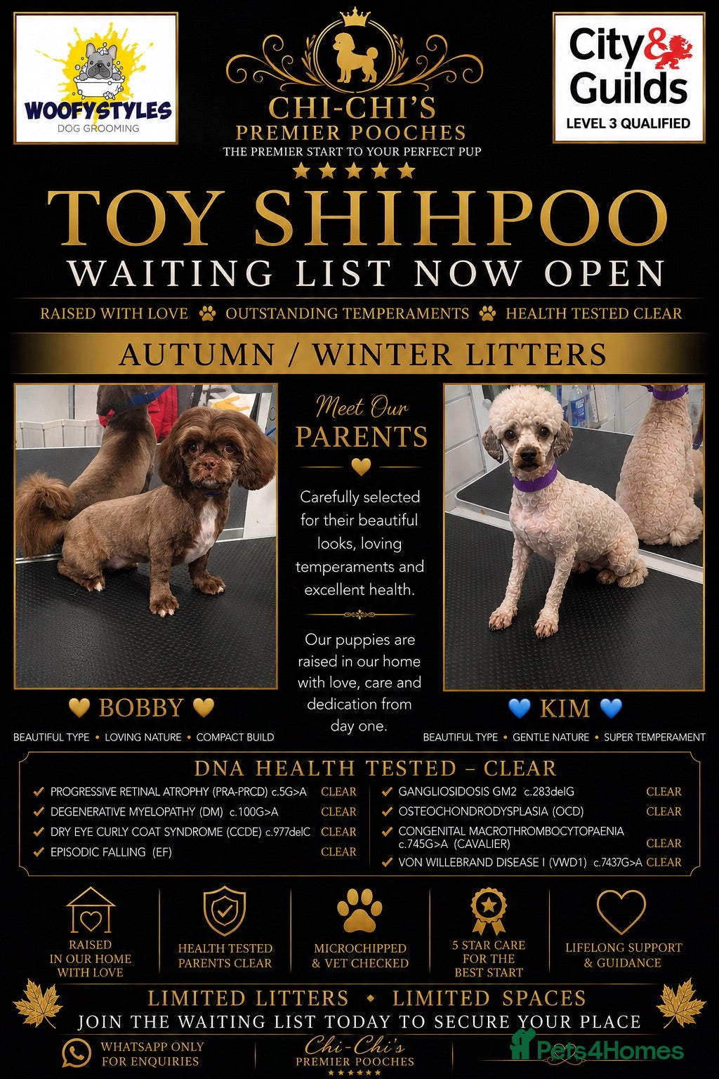 Shihpoo dogs WAITING LIST Toy shihpoo puppies  - Advert 1