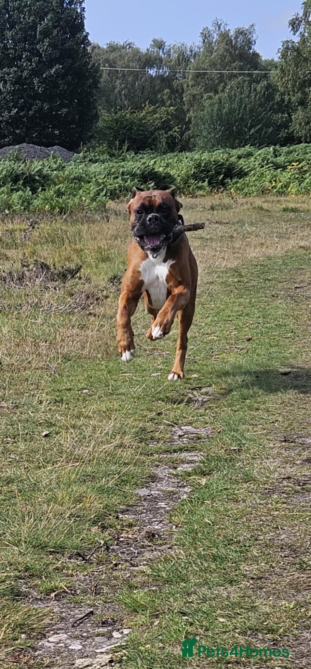 Boxer dogs for stud: Male boxer aged 2 ready for stud duties 🥰 - Advert 5