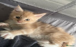 Maine Coon cats for sale: Maine coon babies  - Image 5