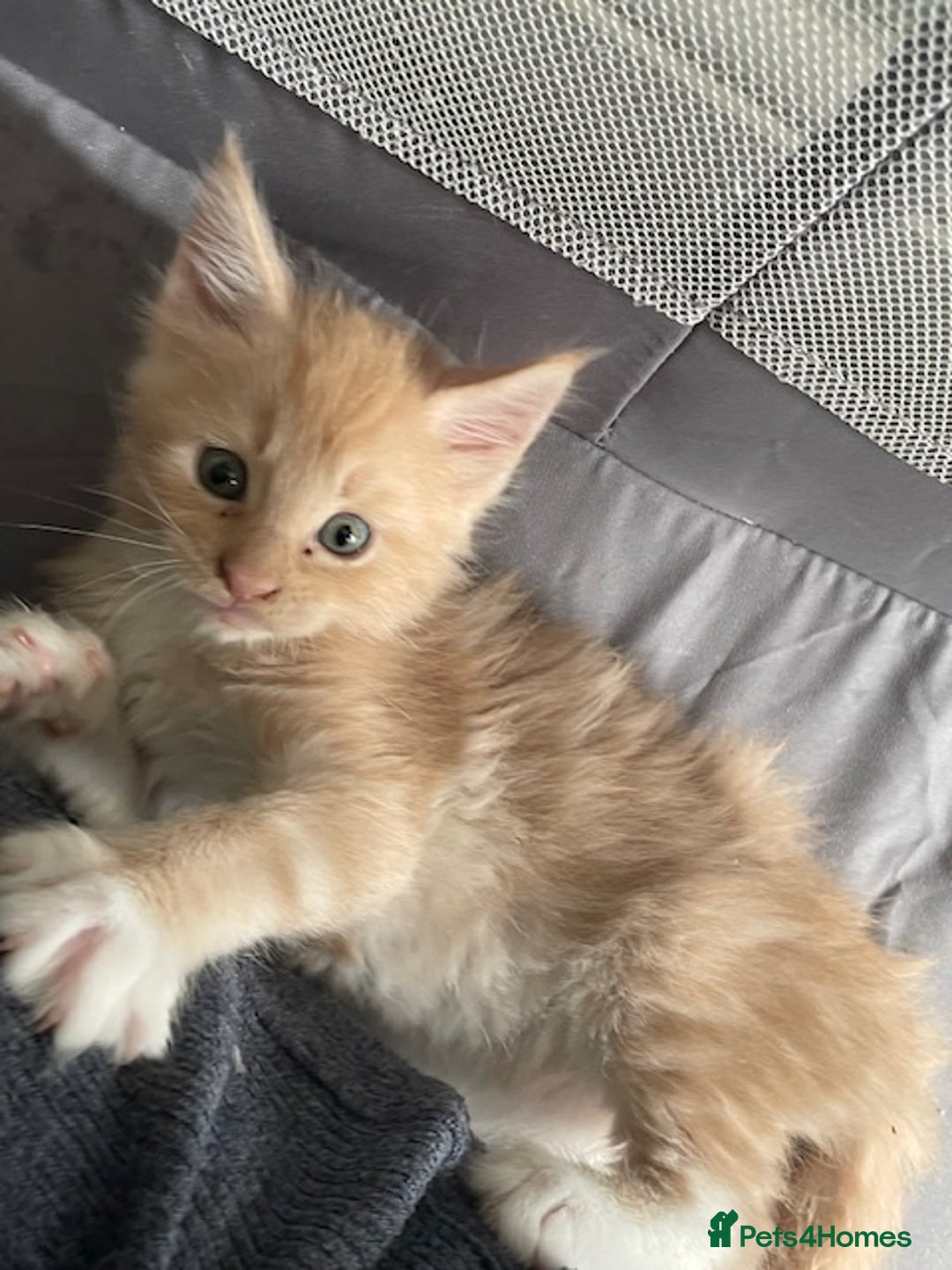 Maine Coon cats for sale: Maine coon babies  - Image 5