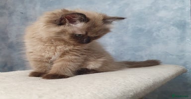 Ragdoll cats - Advert 7