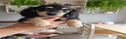 Miniature Dachshund dogs for sale: 🌟KC reg.Miniature LH Dachshund Puppies 🌟  - Advert 28